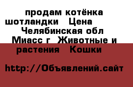 продам котёнка шотландки › Цена ­ 1 000 - Челябинская обл., Миасс г. Животные и растения » Кошки   